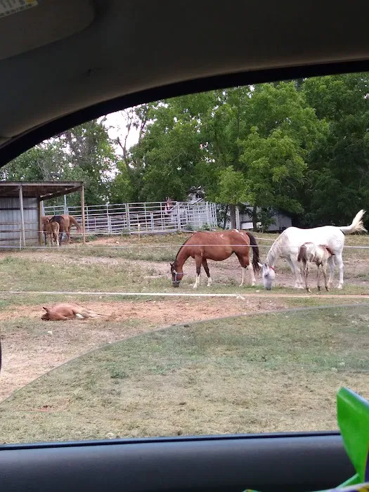 Animal Clinic & Equine Center 1