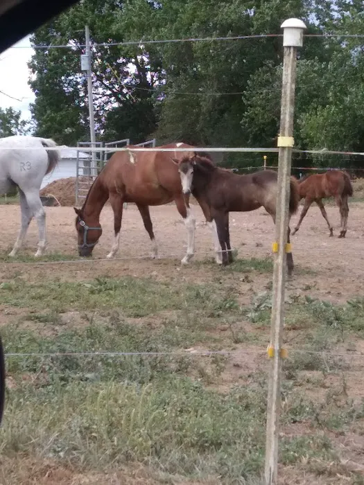 Animal Clinic & Equine Center 6