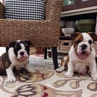 Mt Vernon Animal Hospital ico