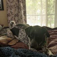 Davis Veterinary Clinic ico
