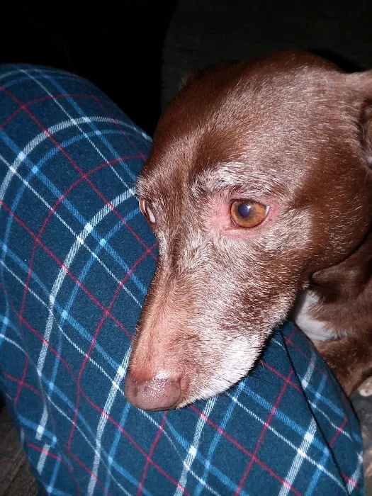 Davis Veterinary Clinic 3