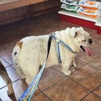 Aurora Animal Clinic ico
