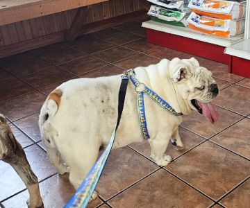 Aurora Animal Clinic