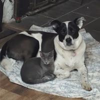 Countryside Animal Clinic ico