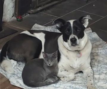Countryside Animal Clinic