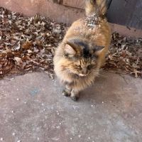 Animal Clinic of Monett ico