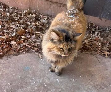 Animal Clinic of Monett