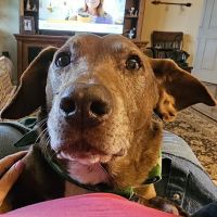 Meller-James & Associates Veterinary Services ico