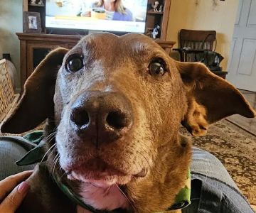 Meller-James & Associates Veterinary Services