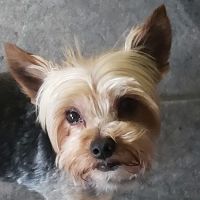 Hawthorne Animal Clinic ico
