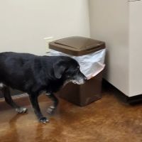Paris Veterinary Clinic ico