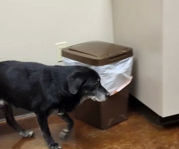 Paris Veterinary Clinic