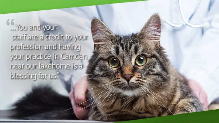 Camden Animal Clinic 3
