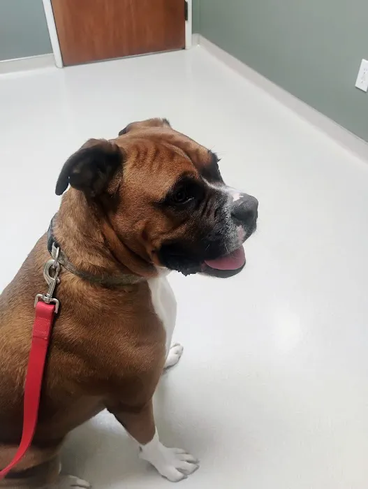 Camden Animal Clinic 5