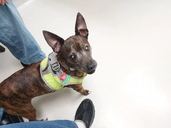 Camden Animal Clinic 10