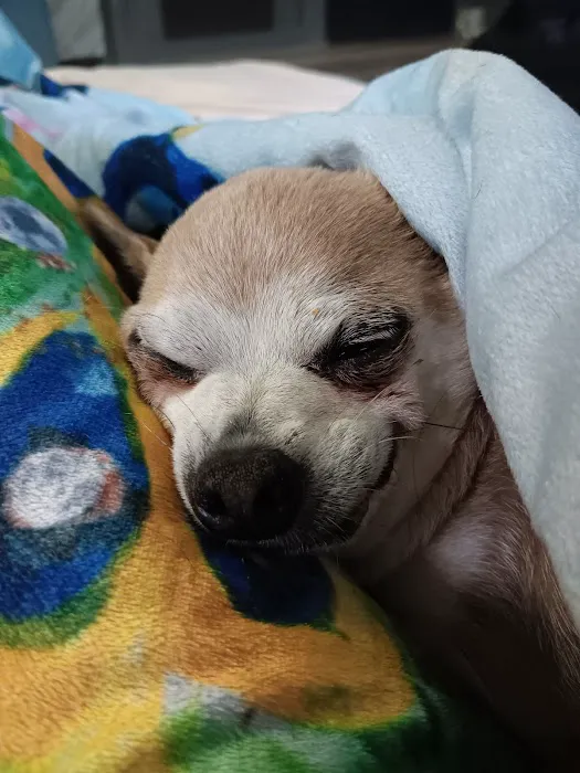 Hometown Animal Hospital 9
