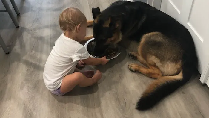 Hometown Animal Hospital 8