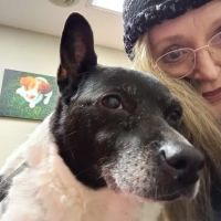 Ward Animal Clinic ico