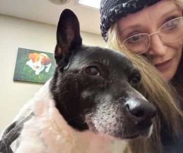 Ward Animal Clinic