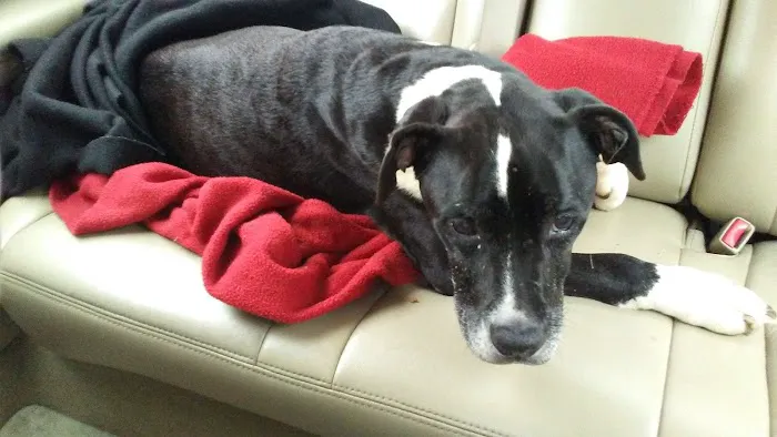 Ward Animal Clinic 5