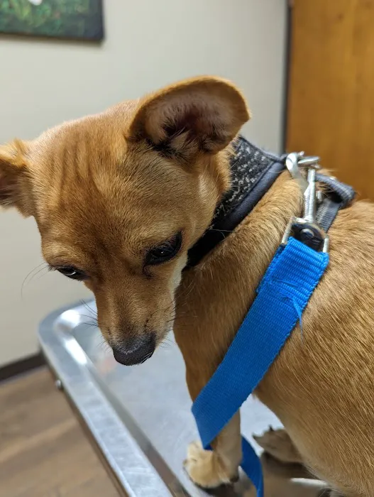 Ward Animal Clinic 6