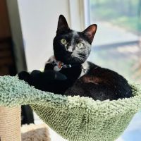 Taylor Animal Hospital ico