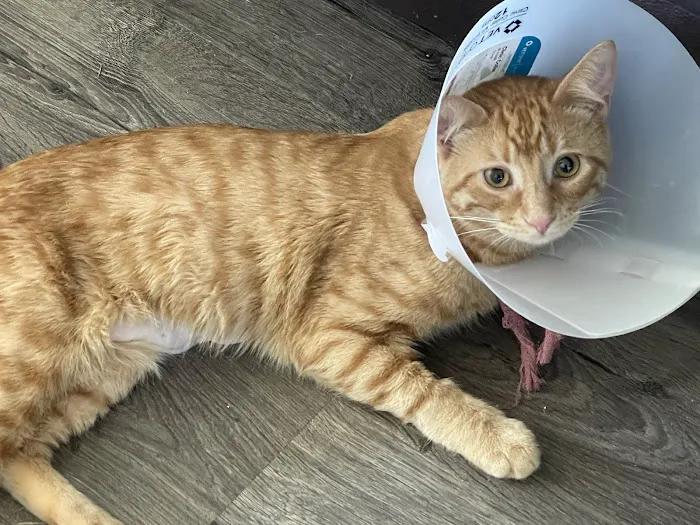Taylor Animal Hospital 9