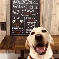 Granger Veterinary Hospital ico