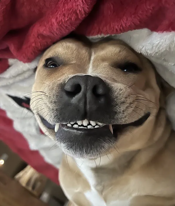 Granger Veterinary Hospital 8