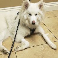 Evergreen Animal Care Center ico