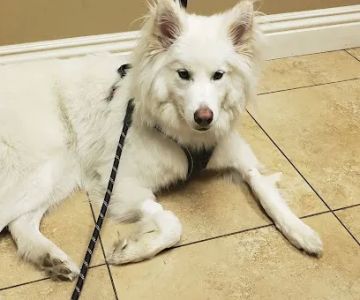 Evergreen Animal Care Center