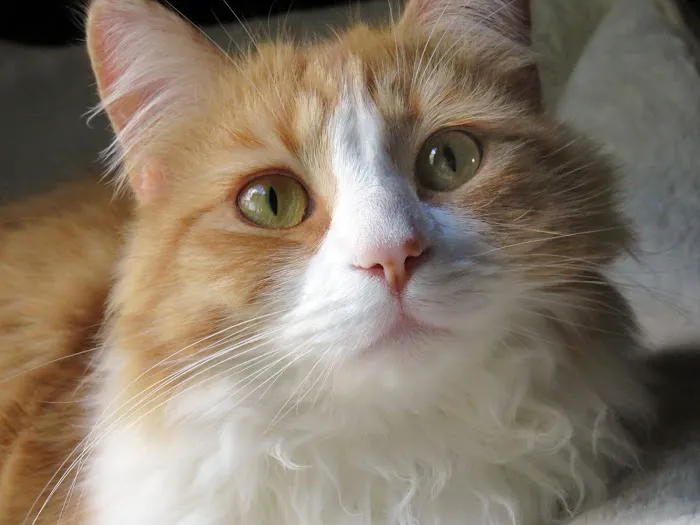 Evergreen Animal Care Center 2