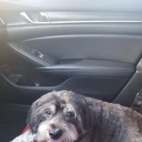 Pet Vet Animal Hospital ico