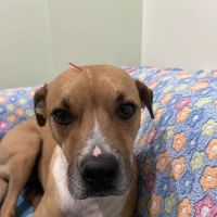 Healing Touch Veterinary Wellness Center ico