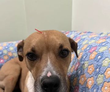 Healing Touch Veterinary Wellness Center