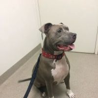 Winnetka Animal Clinic ico