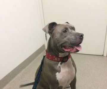 Winnetka Animal Clinic