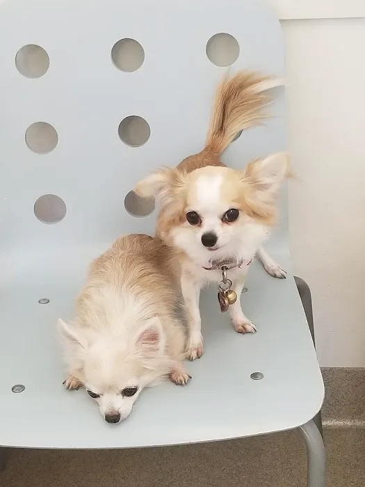 Winnetka Animal Clinic 9