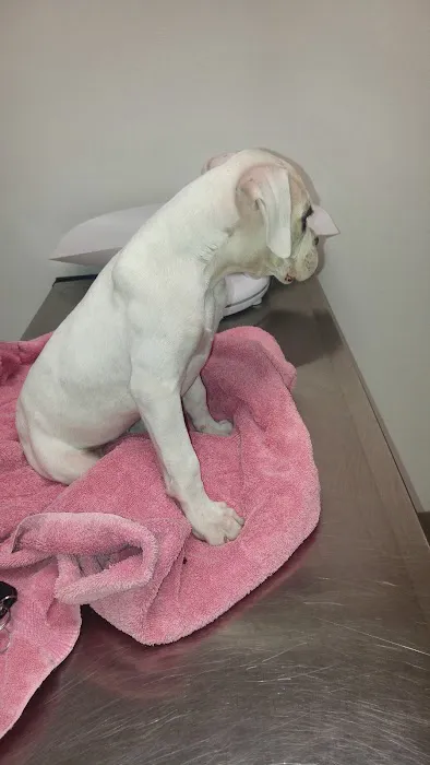 Winnetka Animal Clinic 5