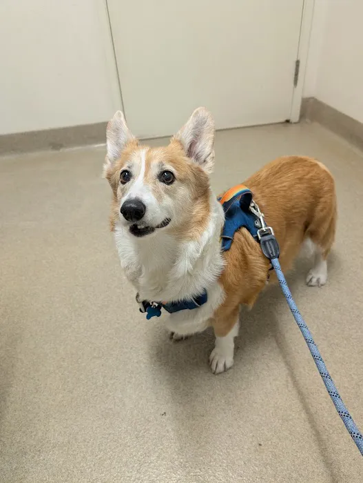 Winnetka Animal Clinic 2