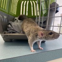 Capri Plaza Pet Clinic ico