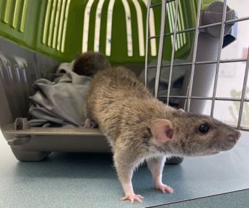 Capri Plaza Pet Clinic