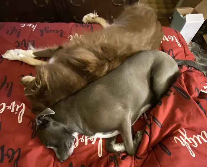 Capri Plaza Pet Clinic 8