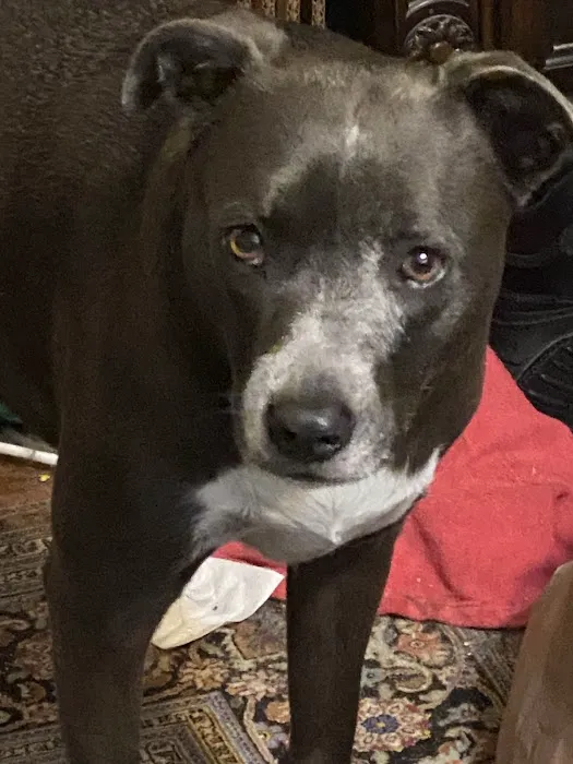 Capri Plaza Pet Clinic 7