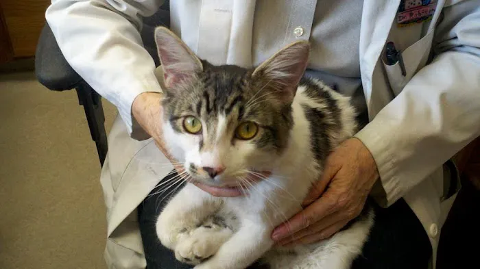 Cat's Meow Veterinary Clinic 4