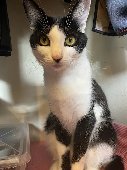 Cat's Meow Veterinary Clinic 2