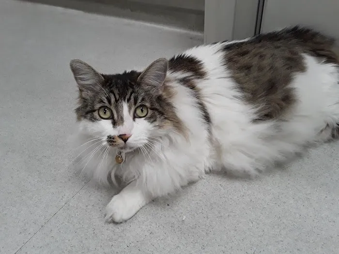 Cat's Meow Veterinary Clinic 3