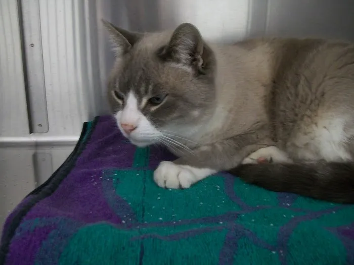 Cat's Meow Veterinary Clinic 5
