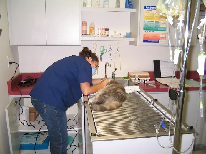 Cat's Meow Veterinary Clinic 6