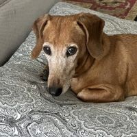 ACCESS Specialty Animal Hospitals - San Fernando Valley ico